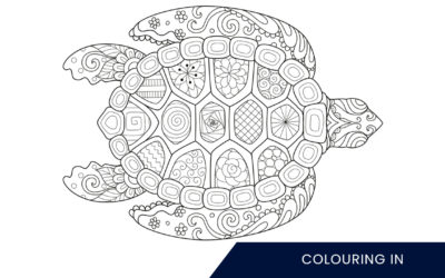 Colouring in turtle