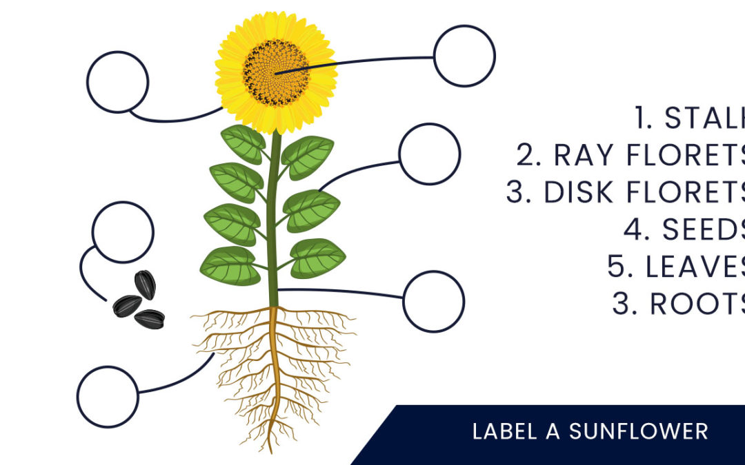 Label A Sunflower