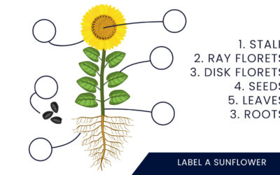 Label A Sunflower